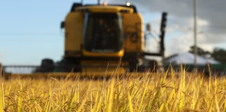 POR QUE 2025 FOI DURO PARA O ARROZ E O QUE MUDA NO PRÓXIMO CICLO
