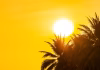 SERÁ UMA SEMANA DE CALOR