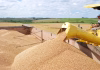 CONAB PROJETA SAFRA DE 354, 4 MILHÕES DE TONELADAS NO BRASIL E DE 40,7 MILHÕES DE TONELADAS NO RS