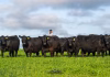 CABANHA RECALADA CONQUISTA RANKING NACIONAL ANGUS 2025