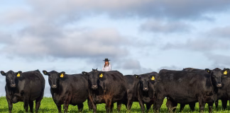 CABANHA RECALADA CONQUISTA RANKING NACIONAL ANGUS 2025