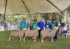 INSCRIÇÕES PARA ANIMAIS PARTICIPAREM DA 42ª FEOVELHA ENCERRAM DIA 21