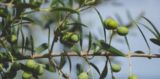 ACORDO MERCOSUL – UNIÃO EUROPEIA NÃO ALTERA O ATUAL CENÁRIO DO COMÉRCIO DO AZEITE NO BRASIL