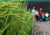ABERTAS INCRIÇÕES PARA A 36a. ABERTURA OFICIAL DA COLHEITA DO ARROZ