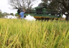 ABERTURA OFICIAL DA COLHEITA DO ARROZ E GRÃOS EM TERRAS BAIXAS COMEÇA NESTA TERÇA-FEIRA