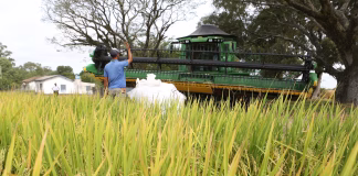 ABERTURA OFICIAL DA COLHEITA DO ARROZ E GRÃOS EM TERRAS BAIXAS COMEÇA NESTA TERÇA-FEIRA