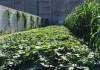 OTROPORTO APRESENTA PROJETO DE SEGURANÇA ALIMENTAR COM HORTA URBANA