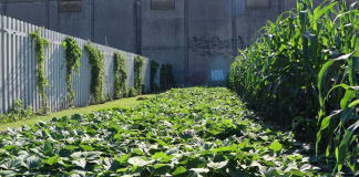 OTROPORTO APRESENTA PROJETO DE SEGURANÇA ALIMENTAR COM HORTA URBANA