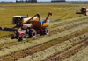 COLHEITA DO ARROZ ATINGE MAIS DE 68% DA ÁREA PLANTADA NO RS