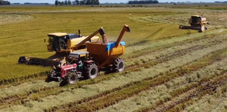 COLHEITA DO ARROZ ATINGE MAIS DE 68% DA ÁREA PLANTADA NO RS