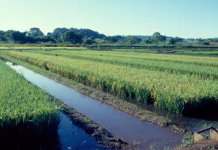 LICENCIAMENTO AMBIENTAL DEIXA DE SER OBRIGATÓRIO NO RS, PARA EMPREENDIMENTOS DE IRRIGAÇÃO SUPERFICIAL